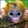 ehukiral's Avatar