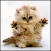 ulizusyl's Avatar