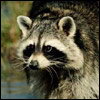 utyzali's Avatar